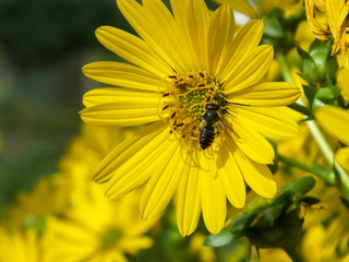 Schwarzes Insekt auf gelber Blume