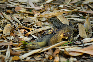 Clouded Monitor Lizard mating in the wild