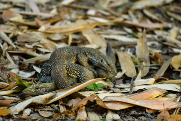 Clouded Monitor Lizard mating in the wild