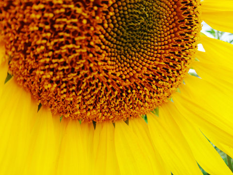 Big flower macro sunny positive summer sunflower honey yellow color nature photo