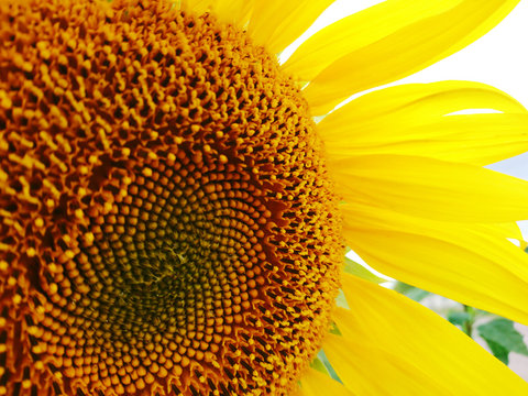 Big flower macro sunny positive summer sunflower honey yellow color nature photo
