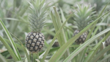 The process of making pineapple stirred Which is the otop product in Thailand