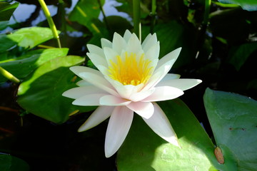 beautiful lotus flower or water lily in pond