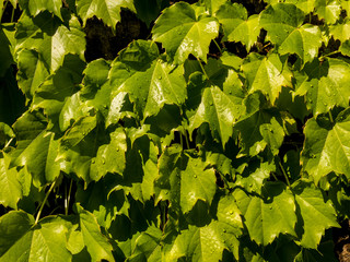 Green grape leaves with rain drops in sunlight. Natural summer background template.