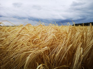 Wheat