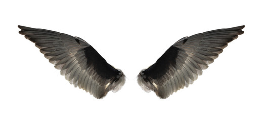 Obraz premium Pinion on the sprawling white backgrounds