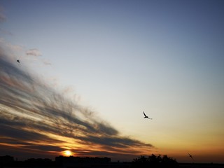 fluffy sunset