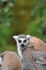 Obraz premium ring tailed lemur with baby