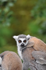 ring tailed lemur with baby