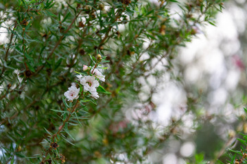 White flowers with natural background in the garden.