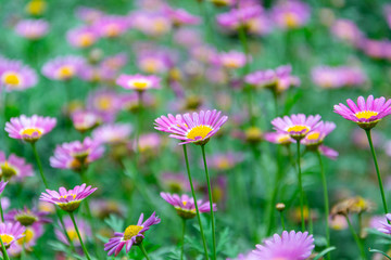 Obraz na płótnie Canvas violet chrysanthemum flower with natural background in the garden.