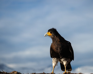chilean bird with mountain background