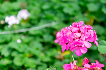 Pink roses bloom in the flower garden.