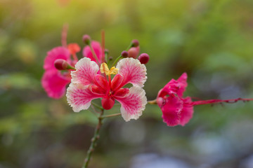 Fototapeta premium Pink Flam-boyant, The Flame Tree or Royal Poinciana bloom in the garden on blur nature background. 
