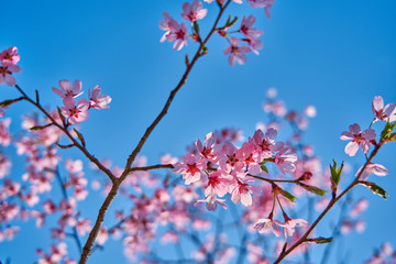 Blue sky background and pink cherry blossoms