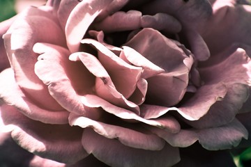 pink rose on black background