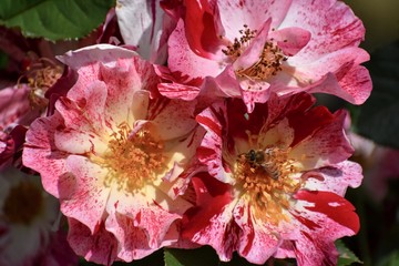 red flowers in the garden