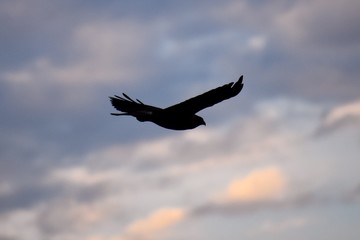 eagle in flight