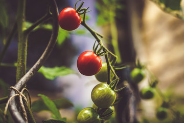 plan de tomate avec tomates vertes et rouges