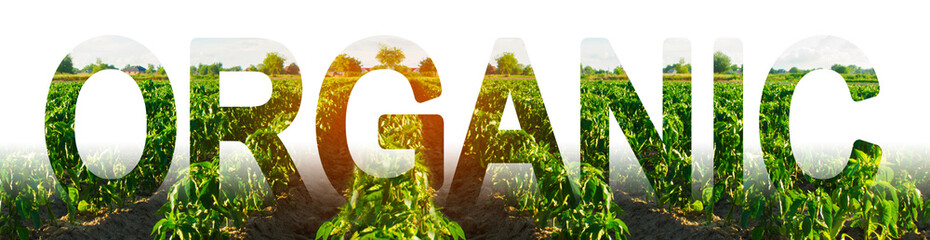 inscription Organic on the background of a field of pepper plantation. growing without of harmful...