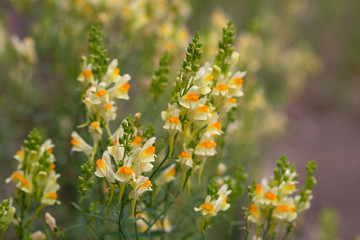 Linaria vulgaris, names are common toadflax, yellow toadflax, or butter-and-eggs, blooming in the summer