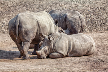 rhinos stand together in the natural area