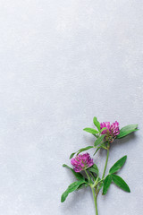 grey concrete background with clover flower