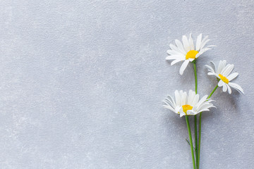 Fototapeta premium grey concrete background with daisies