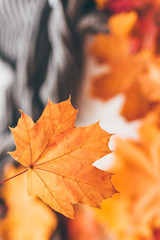 Autumn composition with maple leaves. Selective soft focus.