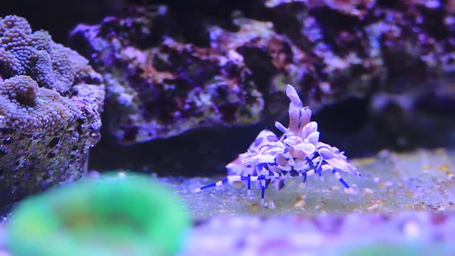 Harlequin shrimp searching for starfishes in coral aquarium