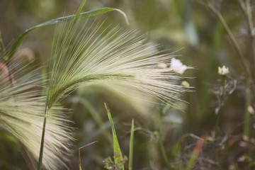 Feather grass, needle grass, or spear grass (Stipa sp). Summer background. Closeup