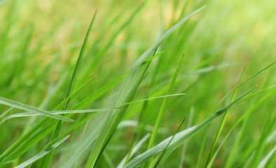 green grass with water drops