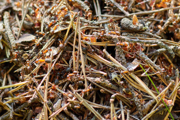 anthill in the forest close up. strong forest insects. ant. large group of ants