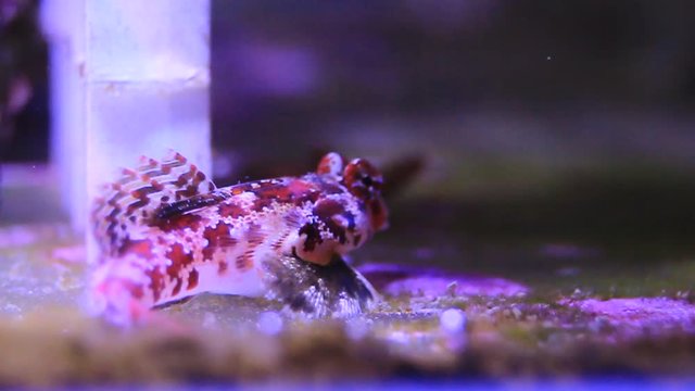 Video of Red scooter dragonet fish in aquarium