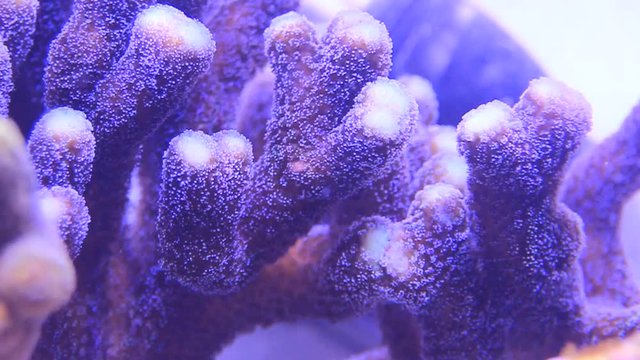 Video of Milky purple Stylophora sps coral in macro scene