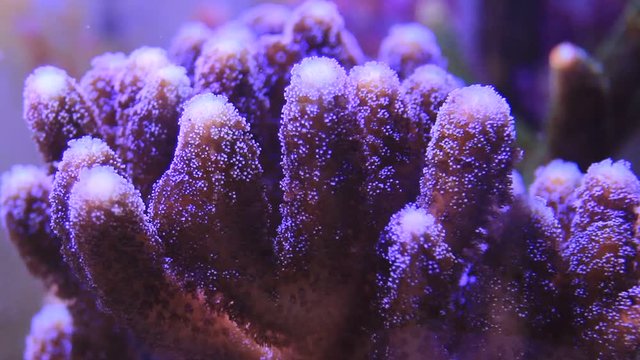 Video of Milky purple Stylophora sps coral in macro scene