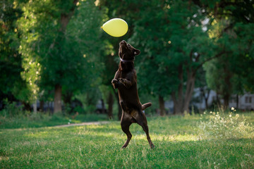 Birthday of a beautiful dog breed Labrador in nature