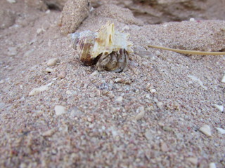 A close up photograph of cancer hermit on sand. Macro photo