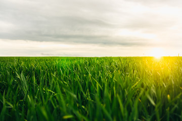 Tall green grass in the field. Spring meadow landscape on a sunny day. Summer time. Nature eco friendly photo. Wheat growing. Agriculture concept. Wallpaper with sky.