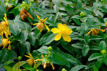 Yellow flowers Hypericum. Medicinal plants in the Botanical Garden in Batumi, Georgia.