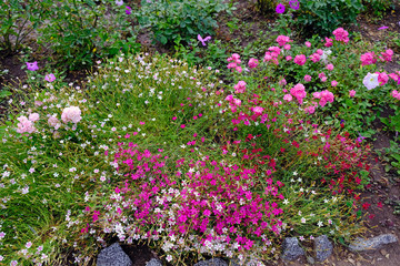 A large number of different flowers in the flowerbed in the park. Flower bed decoration in the botanical garden. Plants of different types and flowers of different colors in the garden in spring.