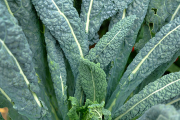 A variety of cabbage that does not head out. The leaves are wavy on the edge, round shape, green. Kale leaves closeup background.