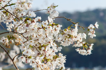 Sakura