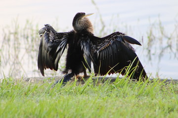 bird of prey