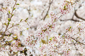 Sakura