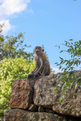 Wild monkey Sitting on the rock