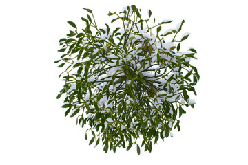 European mistletoe (Viscum album). Mistletoe covered at snow. Macro, isolated on white background.