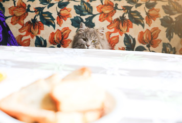 Grey cat near the table. Fluffy pet wants to steal some food. hungry animals at home.