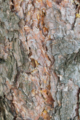 Bark of old pine tree, texture, close up image of brown tree trunk.