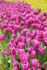Purple tulips. Flowers in a park or garden. Spring background